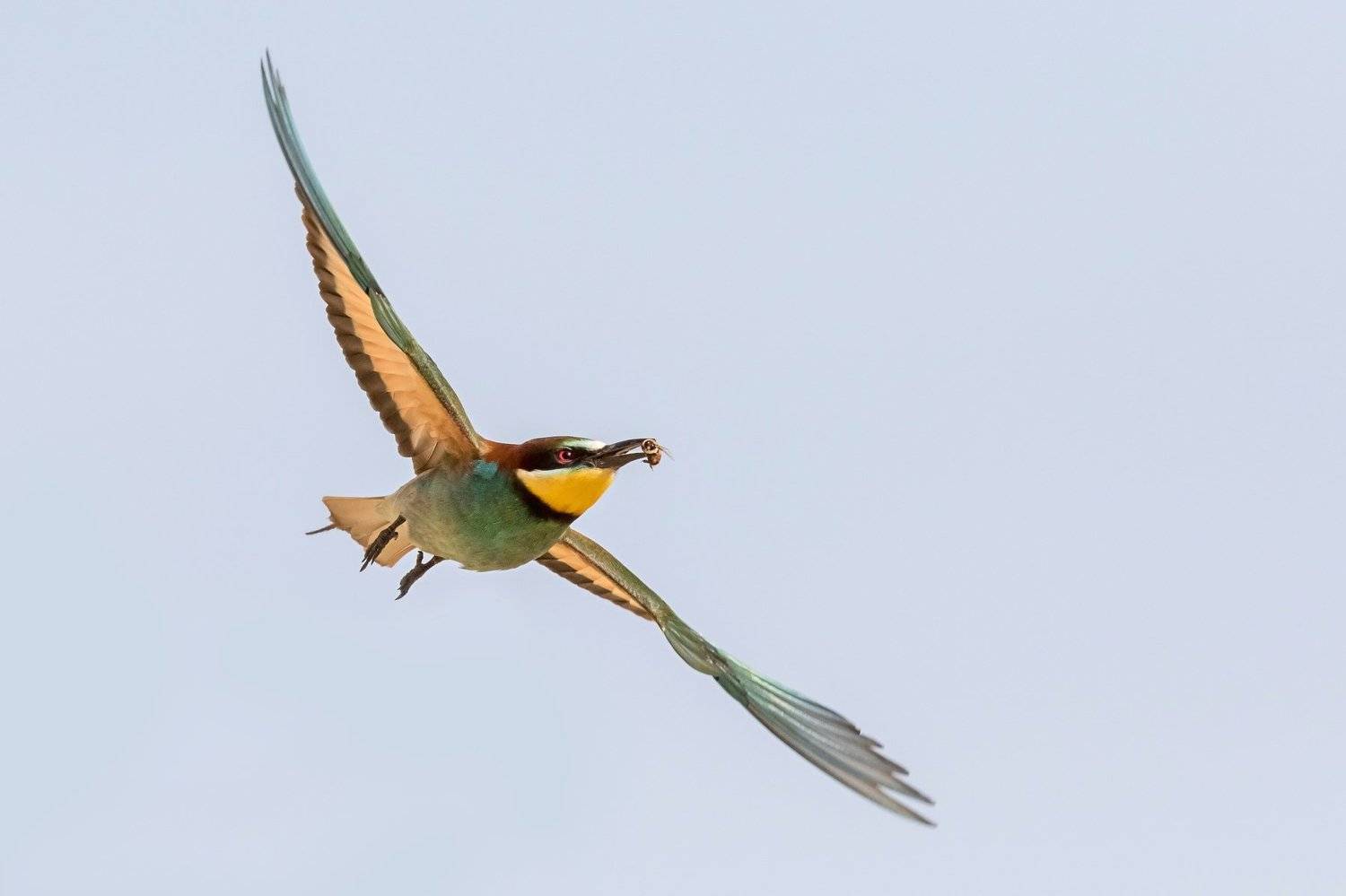 ПётрРогов,фотограф,дикаяприрода,динамика,птицы,орнитология,фотоохота,золотистаящурка,пчелоедка,canon5dmarkiii,canon600mmf4,birds,ornitology,dinamiс,wildnaturephotography,wildnature,Israel,Израиль,wildnaturephotography,wildnature, Пётр Рогов