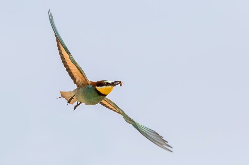 ПётрРогов,фотограф,дикаяприрода,динамика,птицы,орнитология,фотоохота,золотистаящурка,пчелоедка,canon5dmarkiii,canon600mmf4,birds,ornitology,dinamiс,wildnaturephotography,wildnature,Israel,Израиль,wildnaturephotography,wildnature Золотистая щурка  фото превью