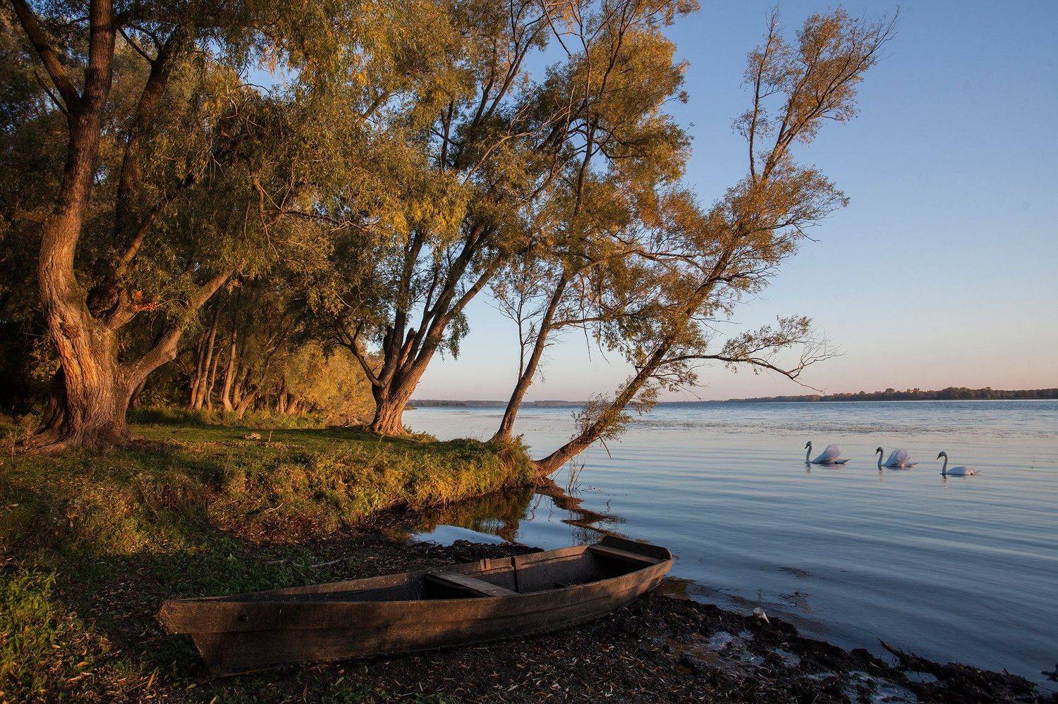пейзаж,озеро,солнце,лебеди,утро, Тамара Андреева