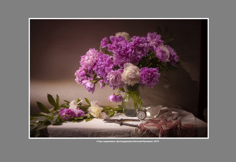 пионы. садовник, цветы, утро, евгений кулешов, фотограф евгений кулешов. натюрморт с цветами Утро садовника. Пионы фото превью
