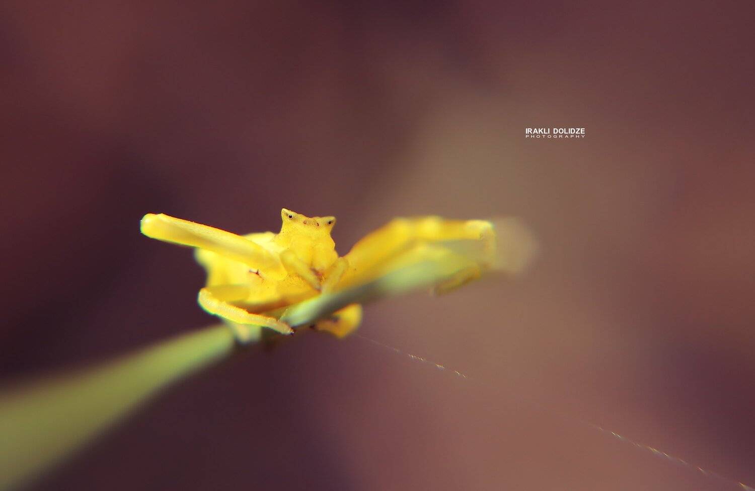 spider, macro, close-up, canon, sun, yellow, spider web, 50mm, photography, ირაკლი დოლიძე