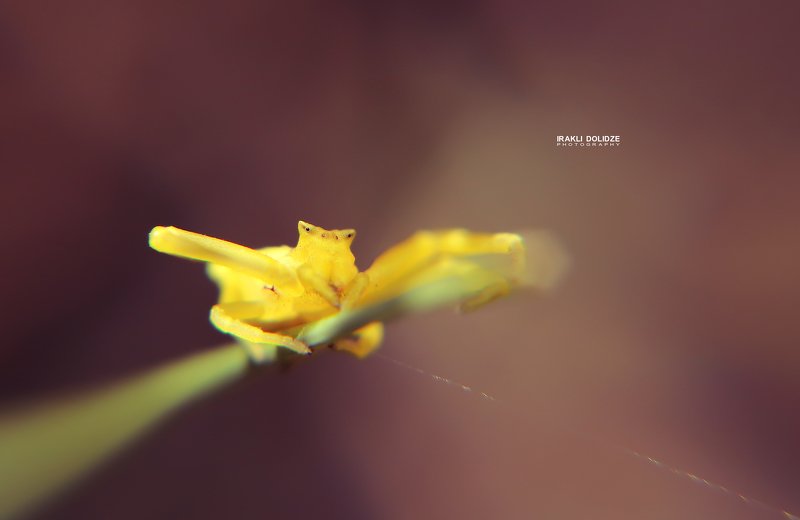 spider, macro, close-up, canon, sun, yellow, spider web, 50mm, photography Macro World фото превью