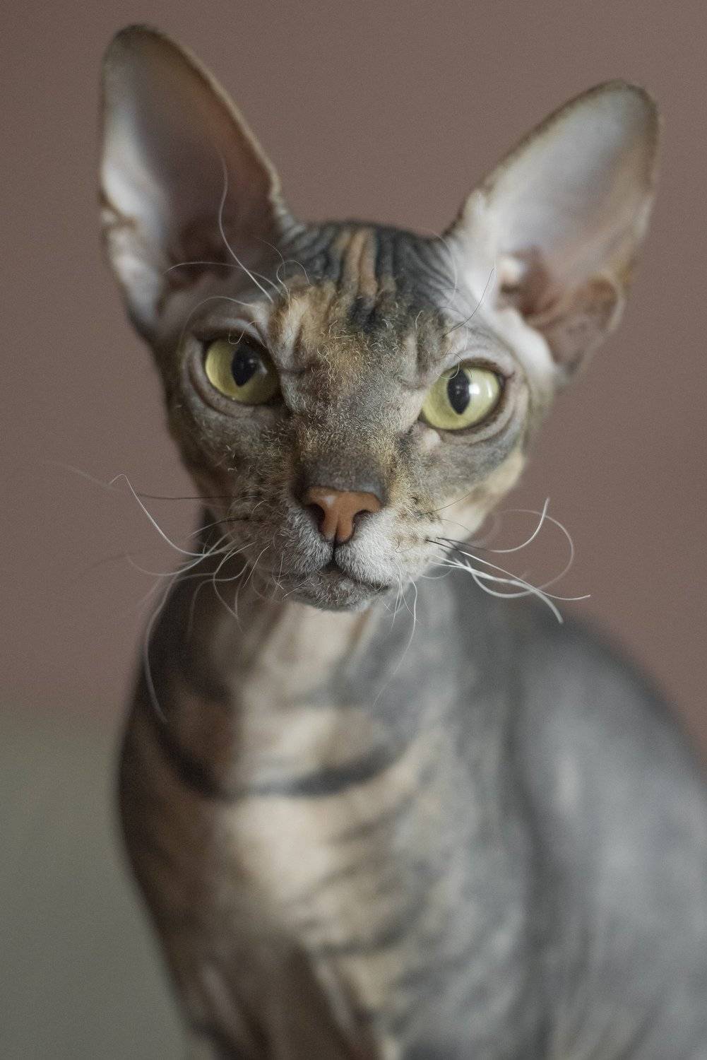 , балаганофф