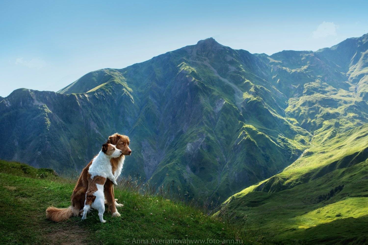 грузия, горы, природа, собаки, Анна Аверьянова