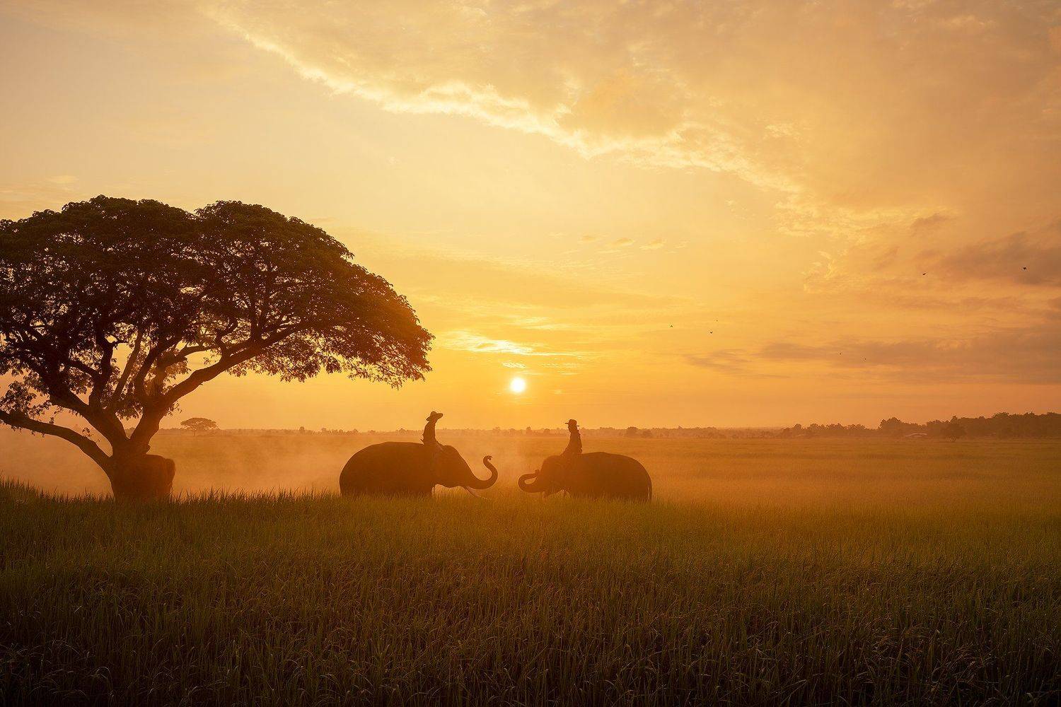 elephant,portrait,animal,Thai,Thailand,sunrise,, SUTIPOND SOMNAM