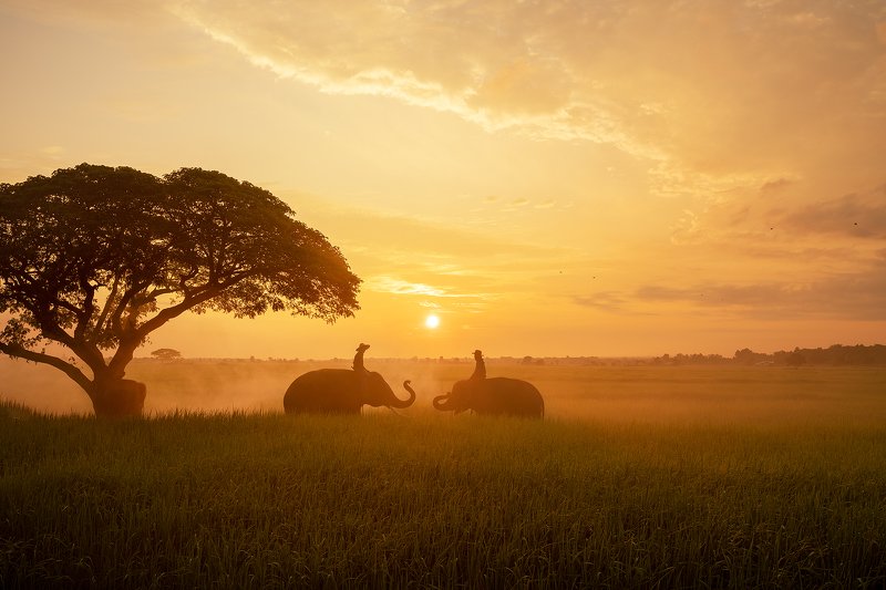 elephant,portrait,animal,Thai,Thailand,sunrise, Morning Talk  фото превью