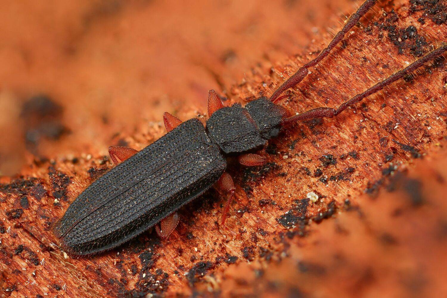 жук макро природа усы цвет черный коричневый, Андрей Шаповалов