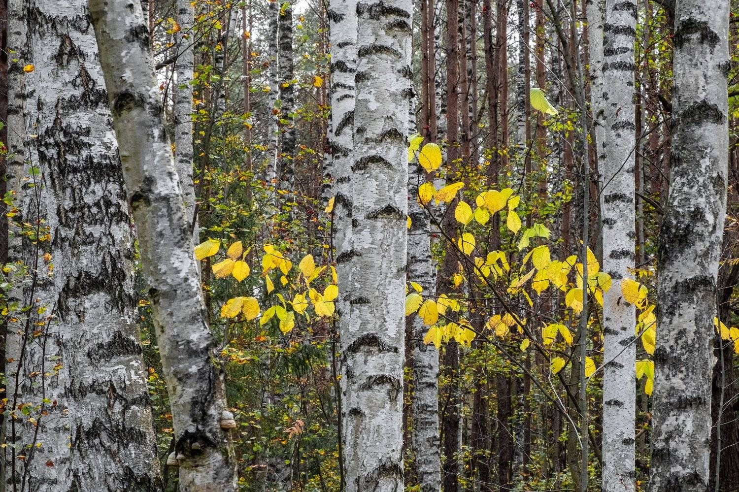 осень, Савицкий Ян