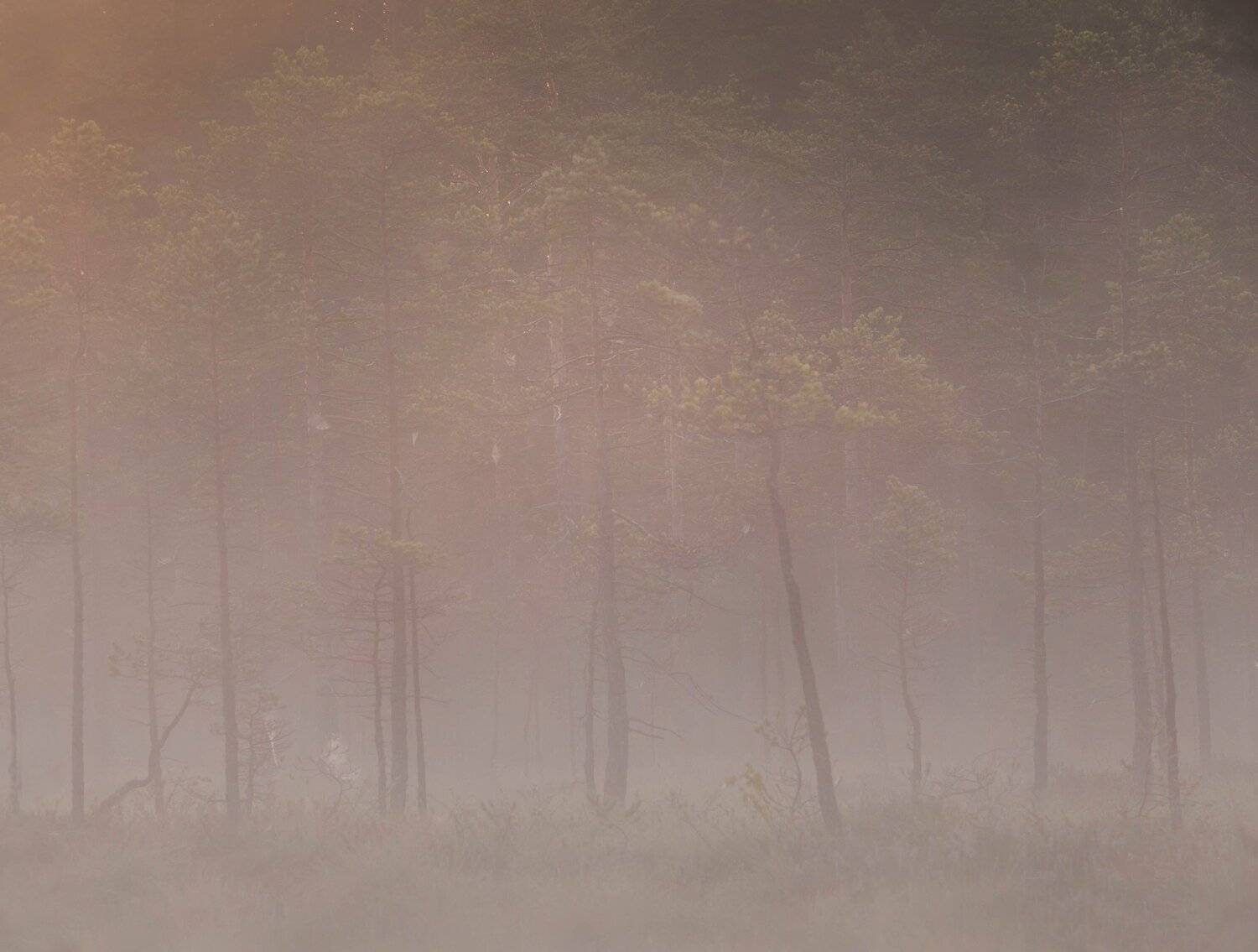 болото, кайф, рассвет ,север ,солнце, свет, закат, облака, отражение, фототур, Павел Ващенков