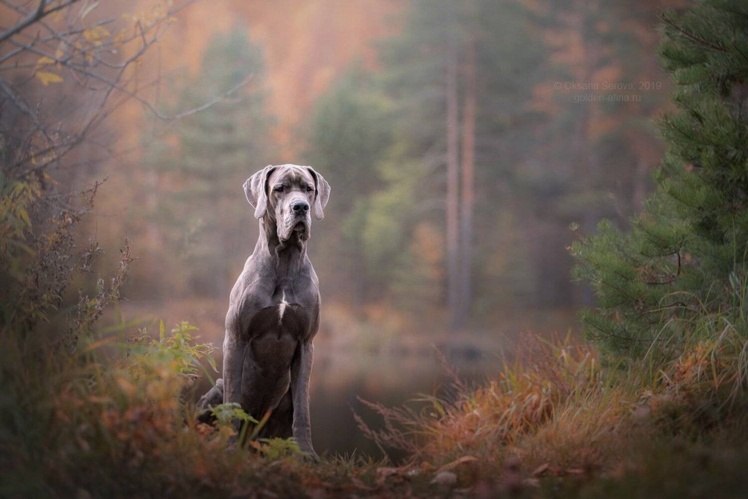 , Оксана Серова