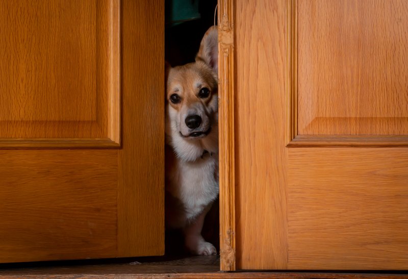 собака, вельш корги Подглядывает фото превью
