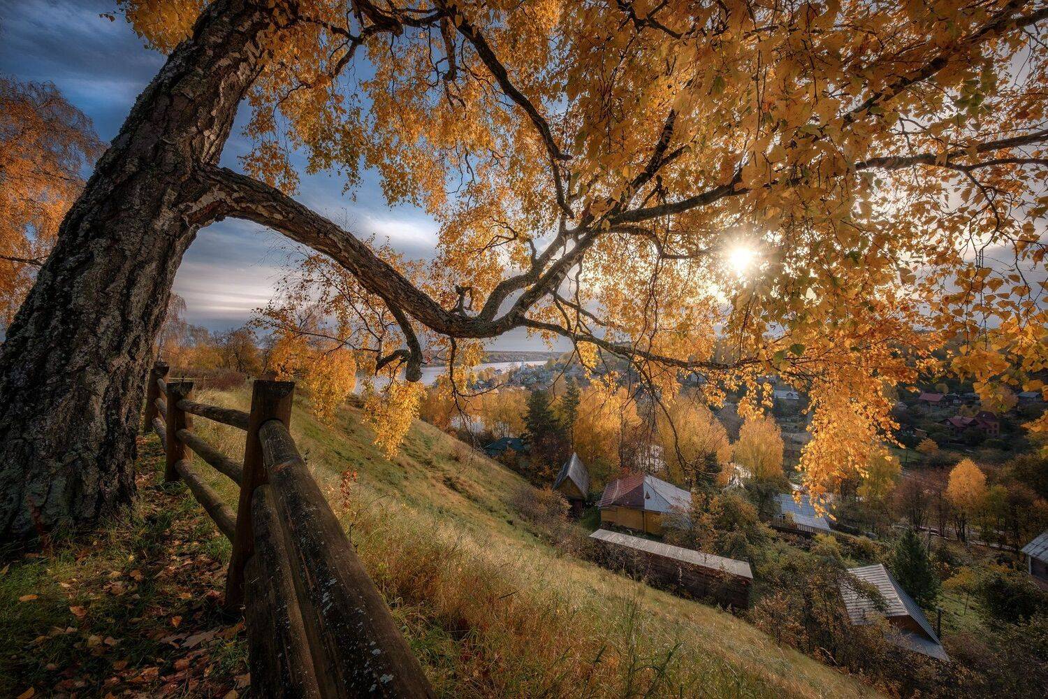 плес, осень, солнце, береза, аллея, деревья, листва, дорога, тропинка, бабье лето, волга, река, Андрей Чиж