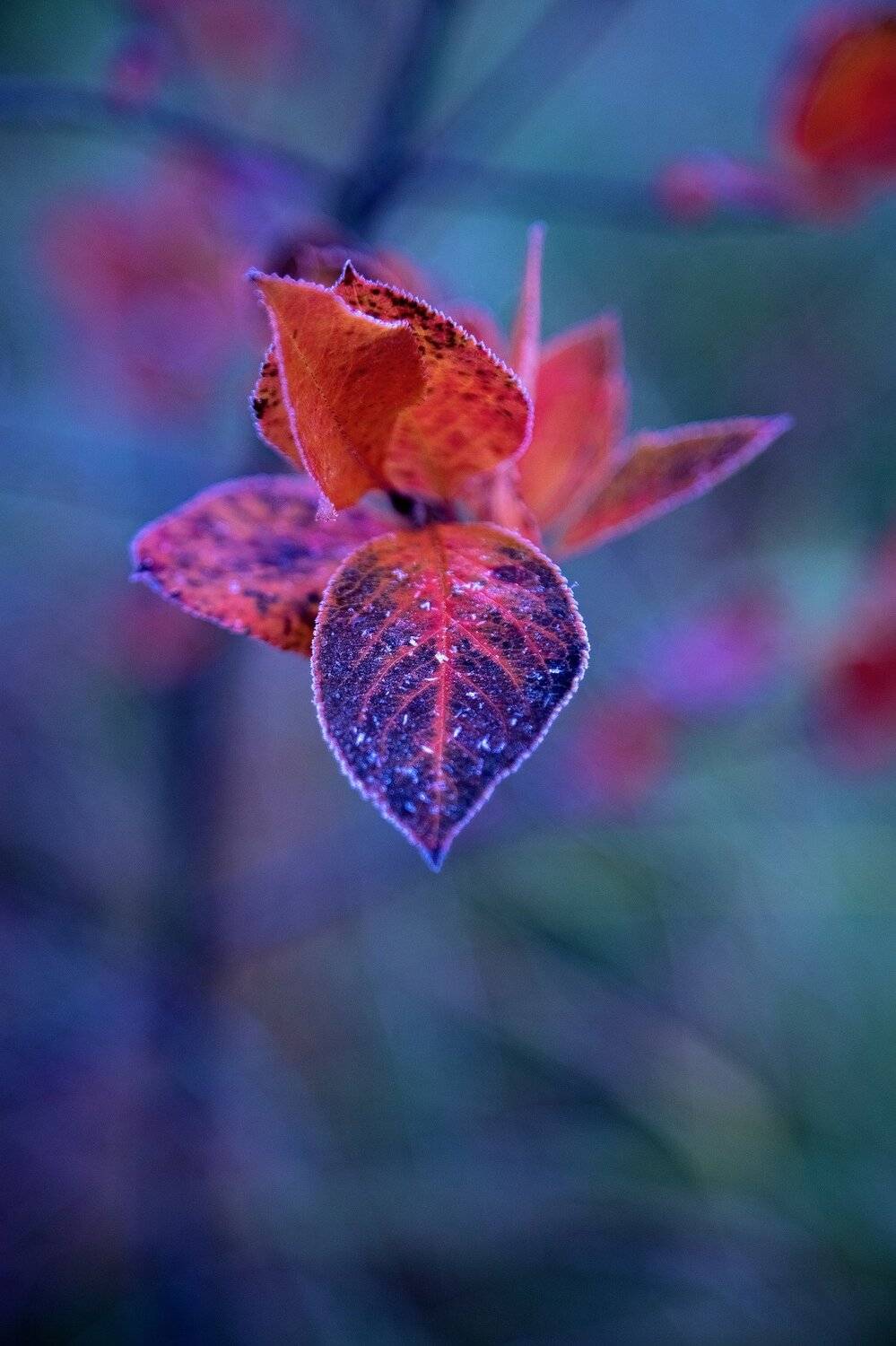 осень, мороз, природа, лист, куст, Александр Игнатьев