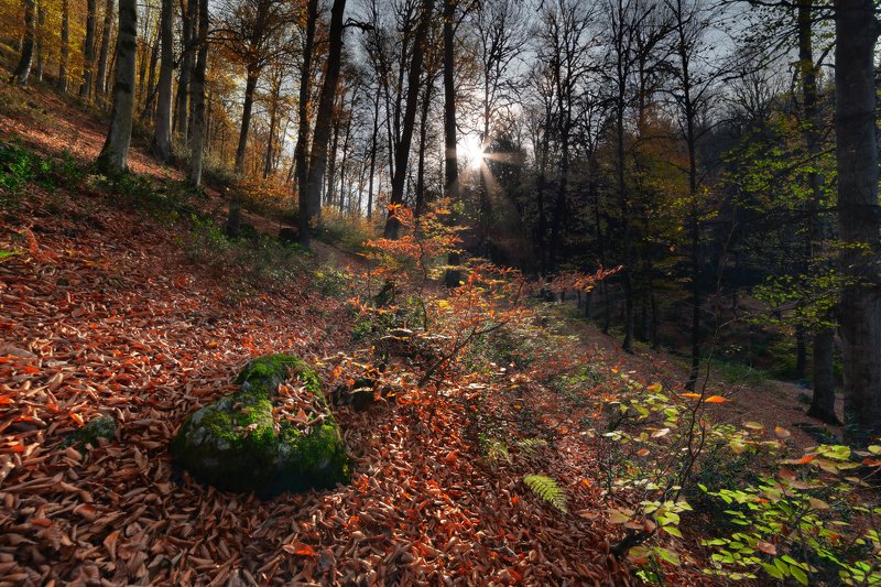 Heart of Nature фото превью