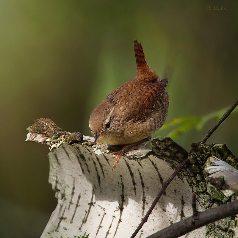 Пробы олимпус 300мм + телеконвертор 2Х фото превью
