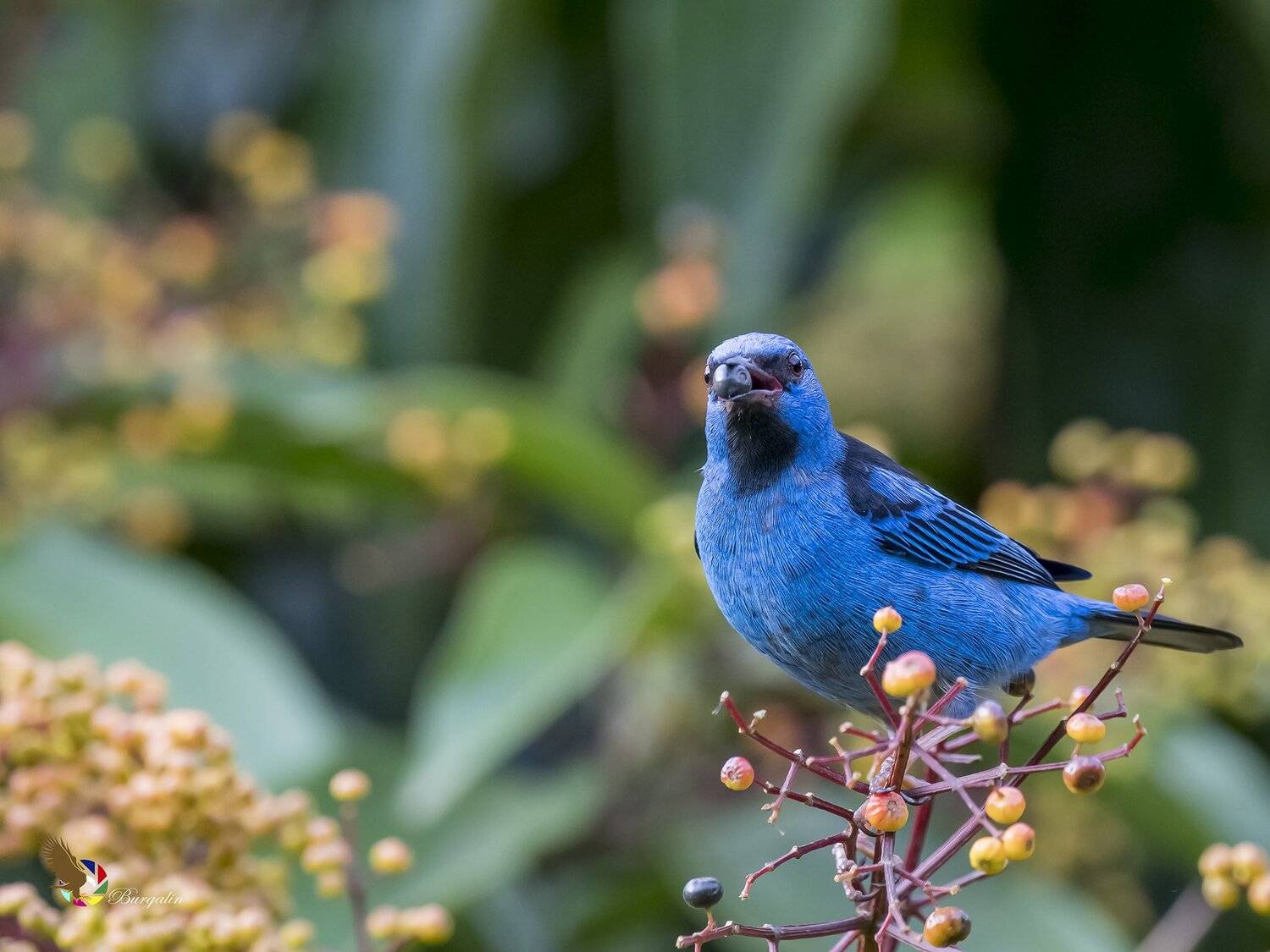 , Fernando Burgalin Sequeira