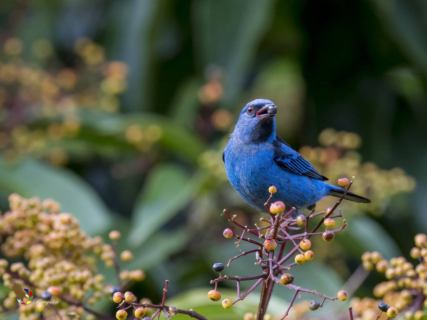, Fernando Burgalin Sequeira