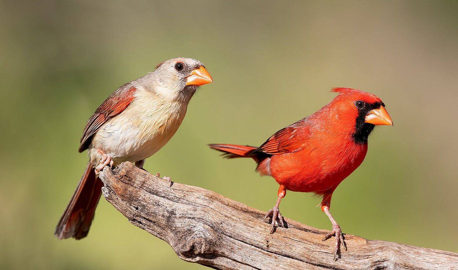красный кардинал, northern cardinal, cardinal,кардинал, tx, texas, Elizabeth Etkind