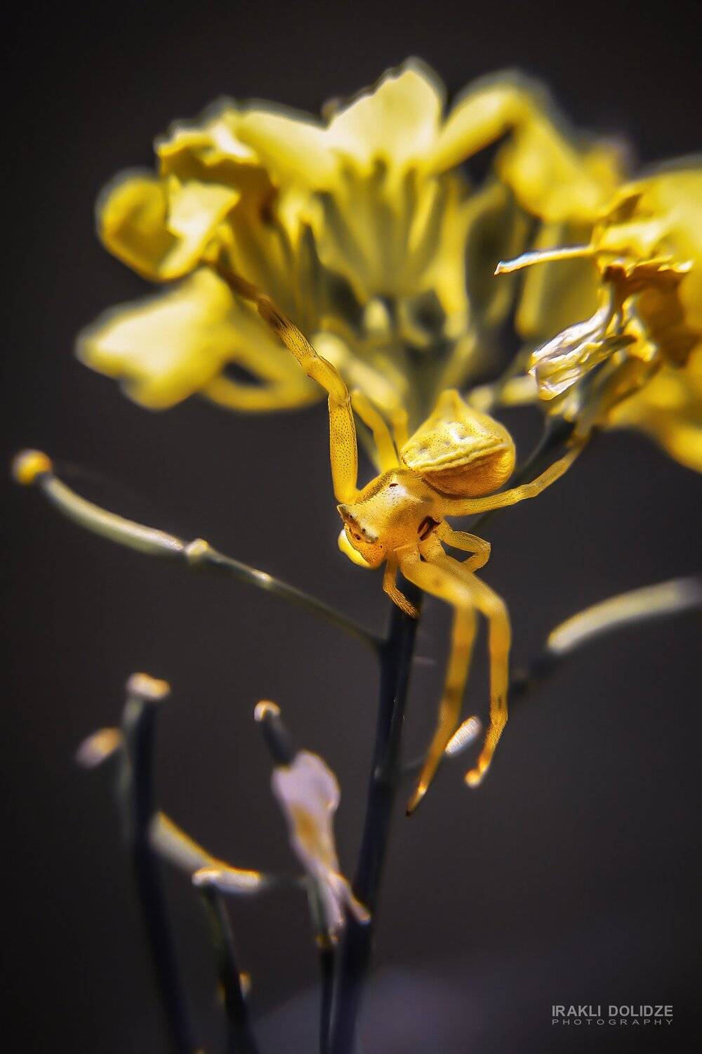 spider, macro, close-up, photography, photo, canon, 50mm, 10x macro, yellow, ირაკლი დოლიძე