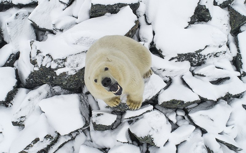 чукотка арктика осень медведь белый полярный морской .... фото превью