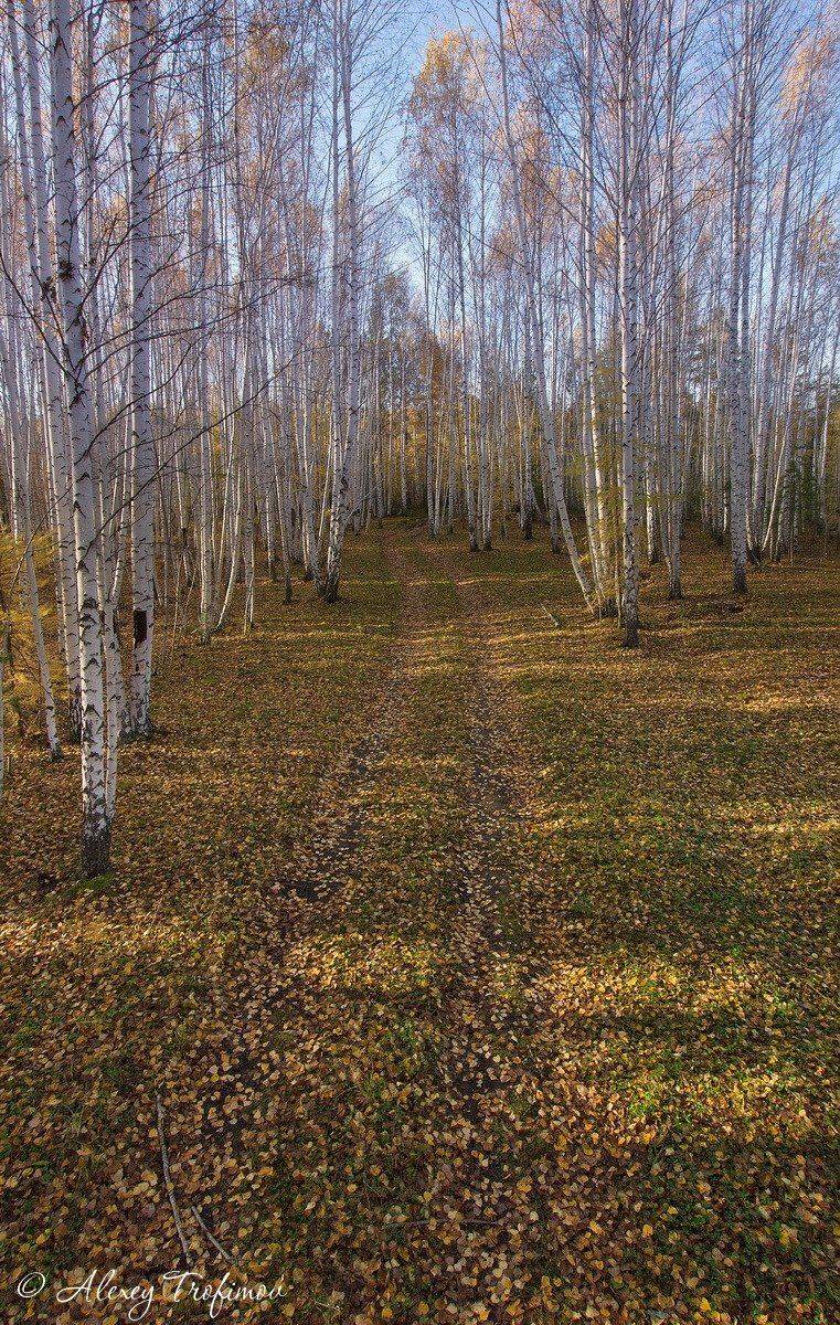 , Алексей Трофимов