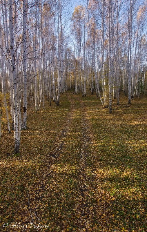 Прозрачность фото превью