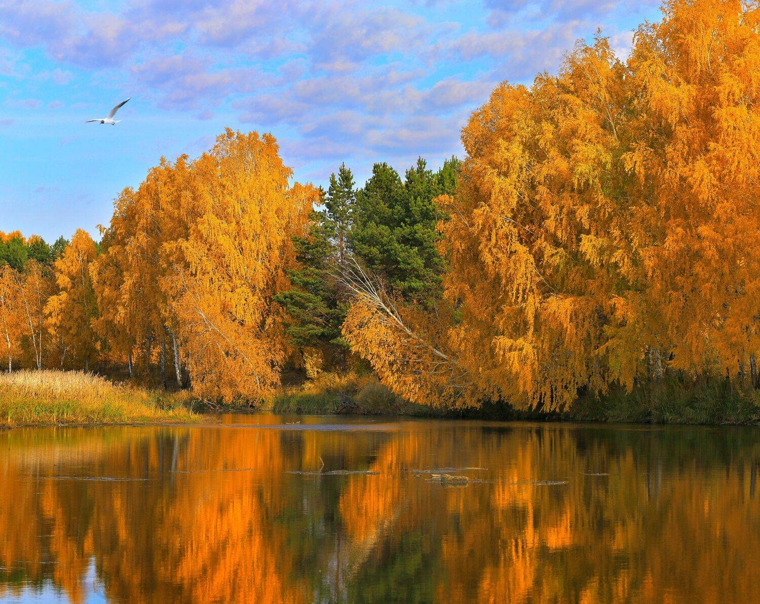 осень, Олег Богданов