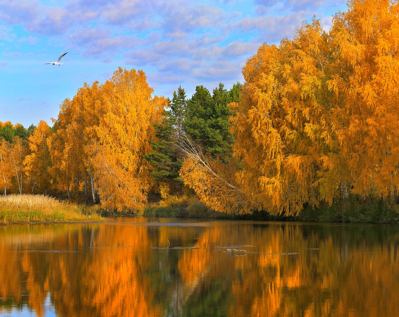осень Золото осени фото превью