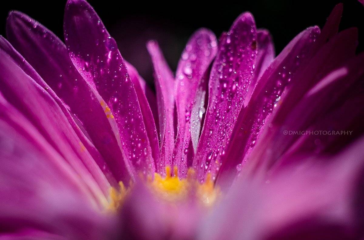 макро, цветы, природа, макромир, макросъёмка, гелиос44_2, осень, солнце, растение, , Дмитрий Гусалов