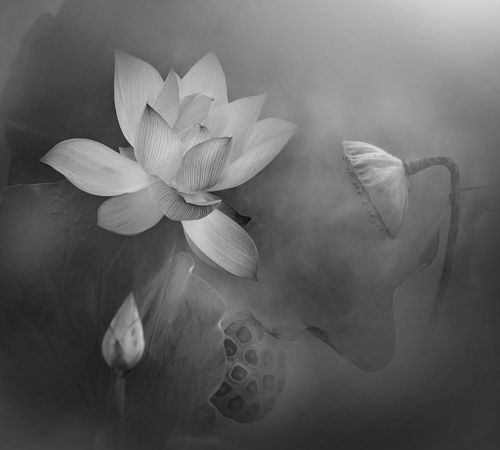 Lotus life