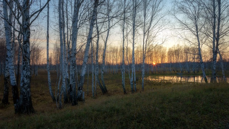 осень сентябрь закат березы ЗАТИХАЕТ ДЕНЬ , ОСЕННИЙ... фото превью