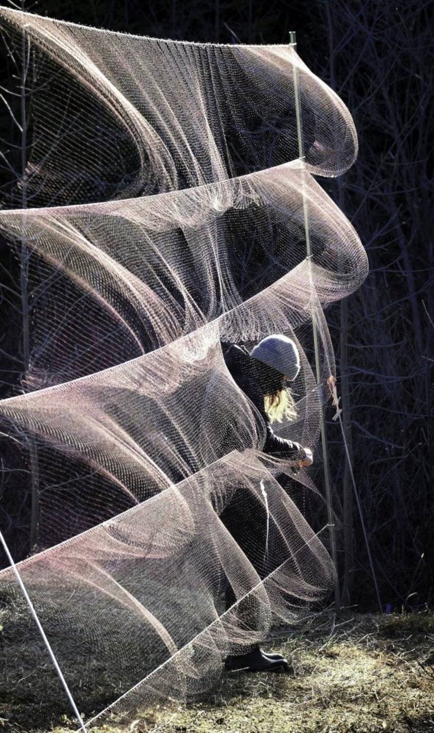 census bird, worker, canada, quebec, bird, Yvon Jolivet