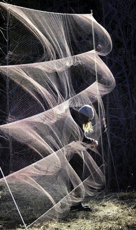 census bird, worker, canada, quebec, bird Bird in the net фото превью