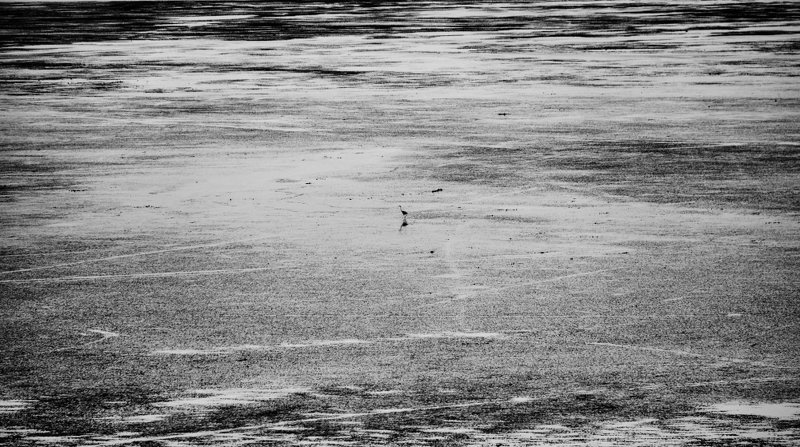 Bird alone on the shore фото превью