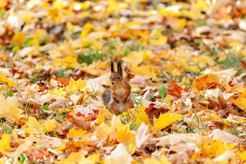 Белка фото превью