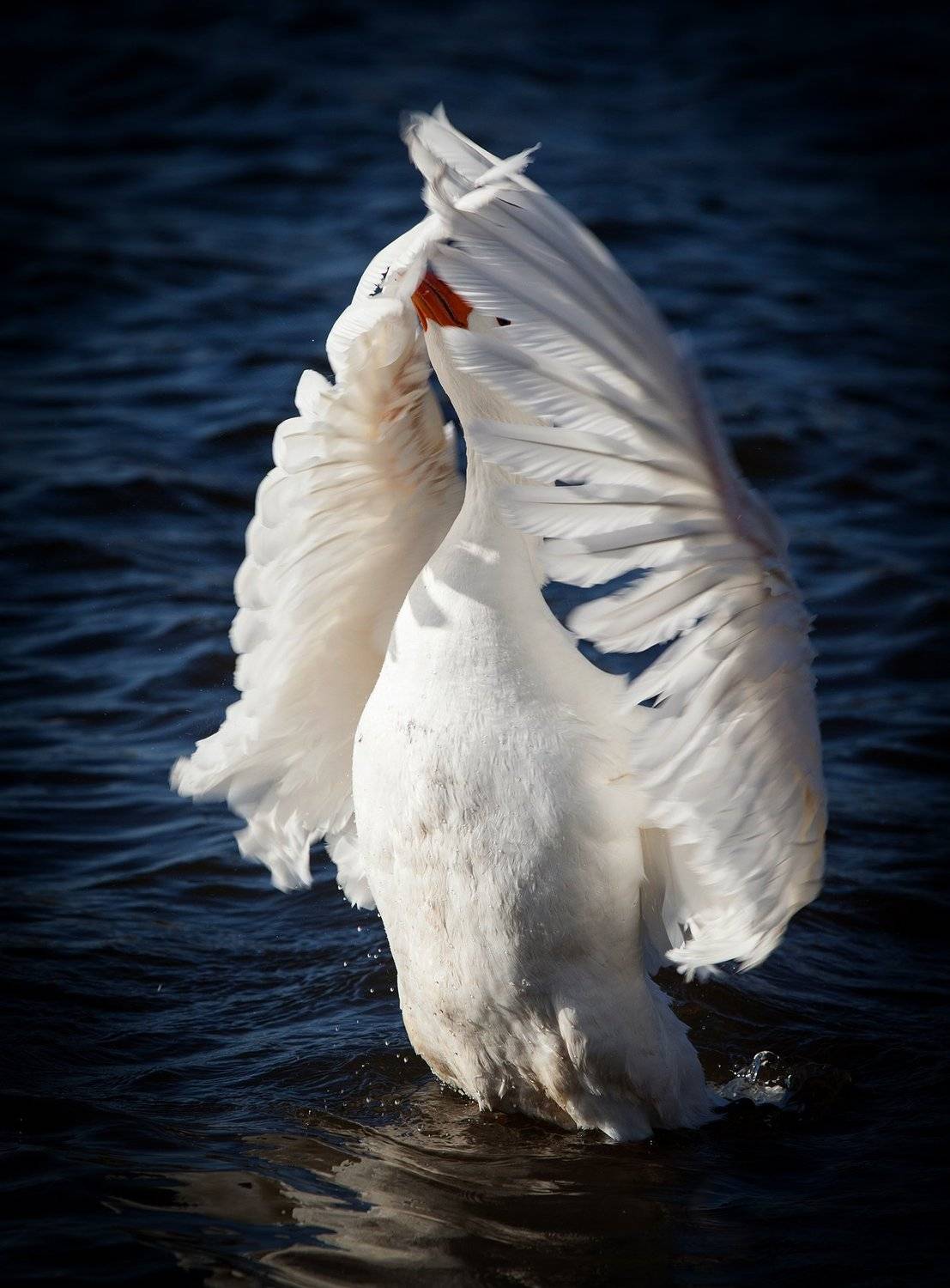гусь,крылья,водоем, Тамара Андреева