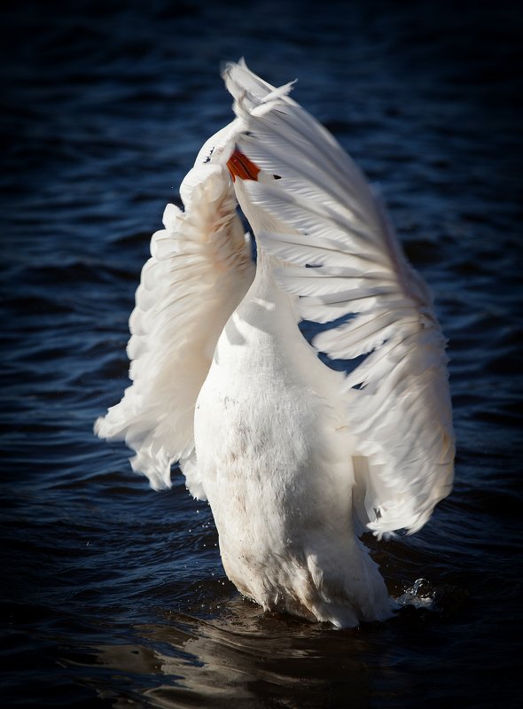 гусь,крылья,водоем *** фото превью