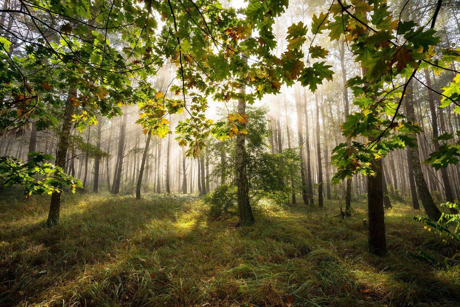 middle of the forest посреди леса mist magic forest foggy morning fall autumn grass dranikowski sunlight trees, Radoslaw Dranikowski