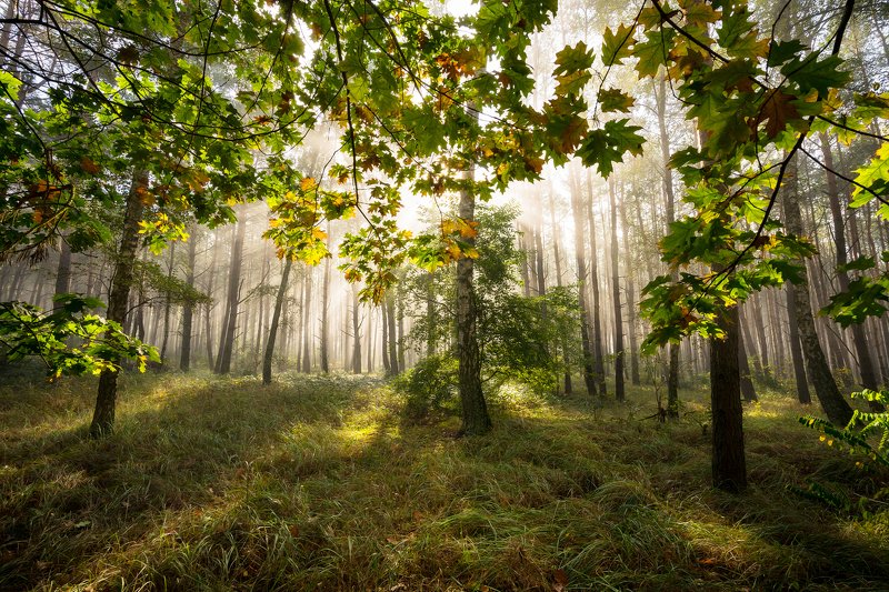 middle of the forest посреди леса mist magic forest foggy morning fall autumn grass dranikowski sunlight trees посреди леса фото превью
