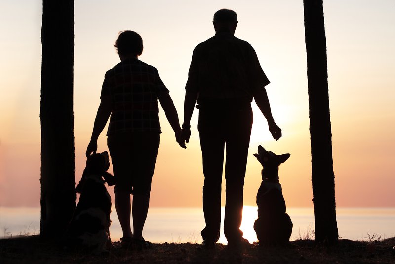 bordercollie, springer spaniel, dog Friendship фото превью