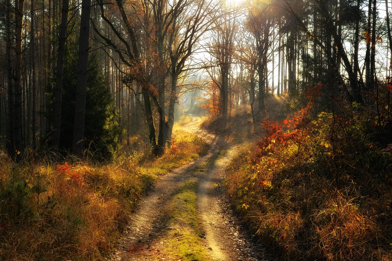 золотая осень gold autumn forest road trees magic mist dranikowski path forest woods morning fall золотая осень фото превью