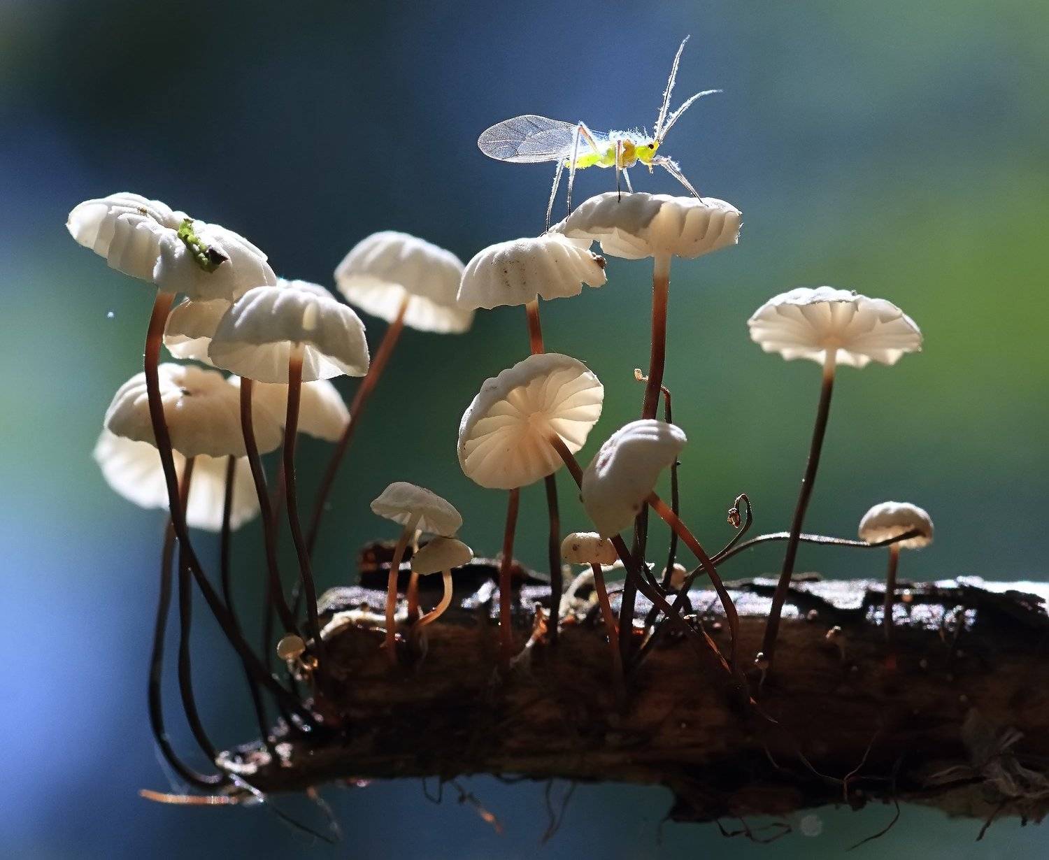 , Галина Горькавая