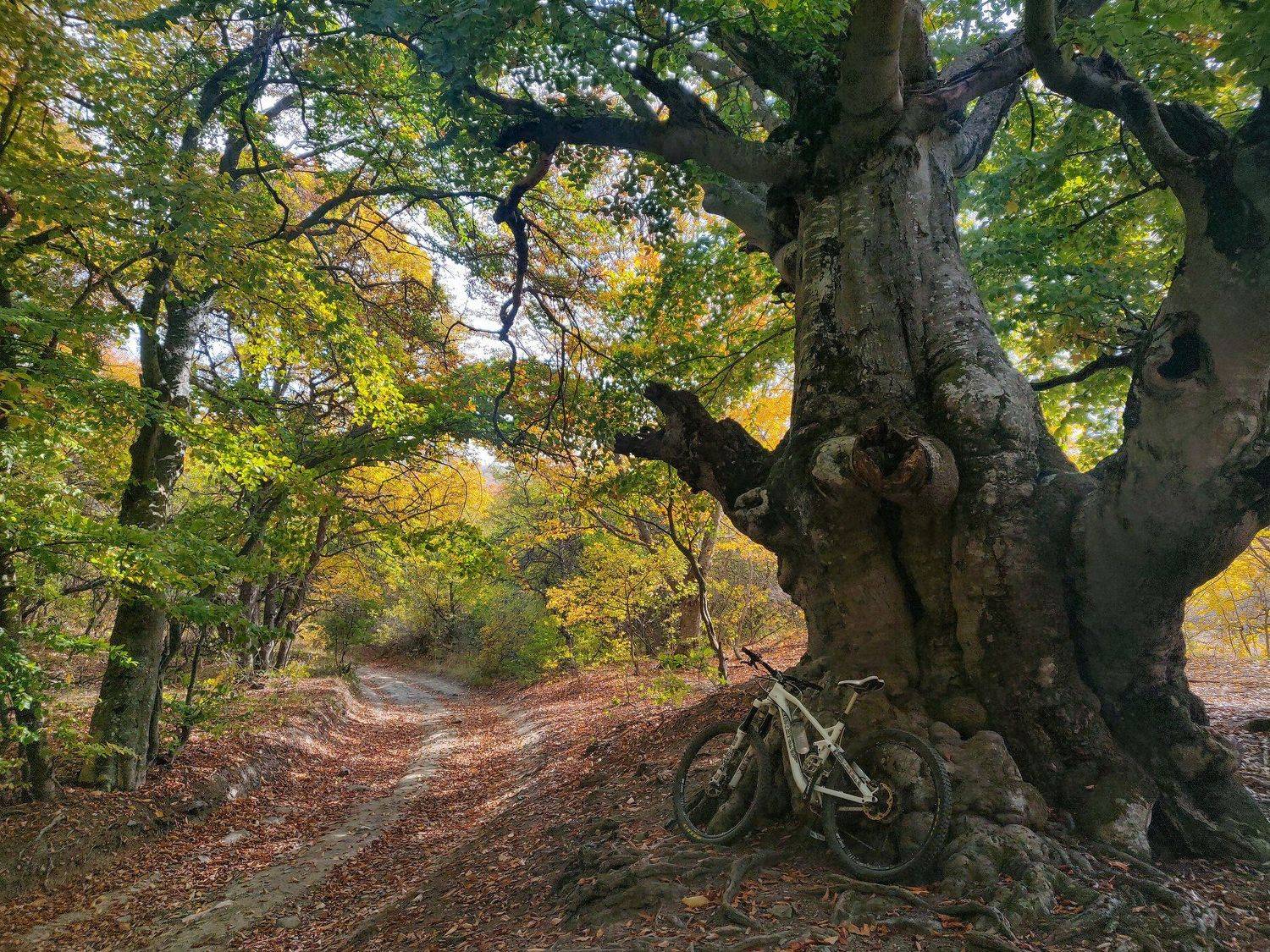 Крым, лес, вело, алушта, Королев Саша