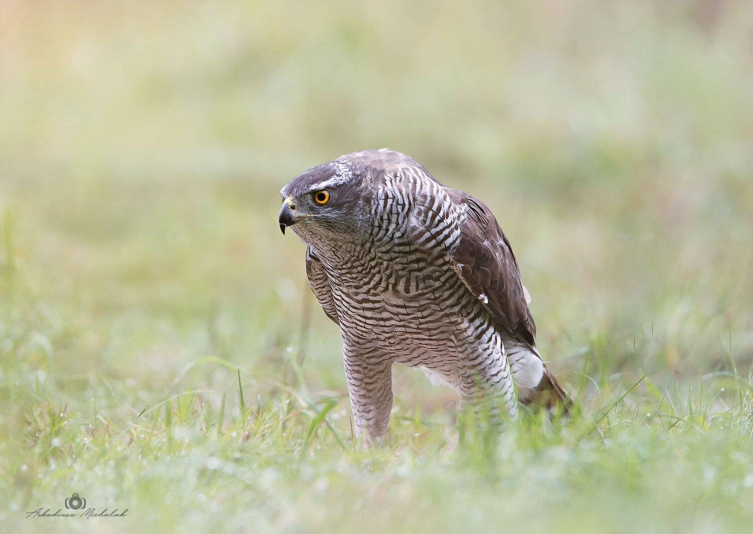 , Arkadiusz Michalak