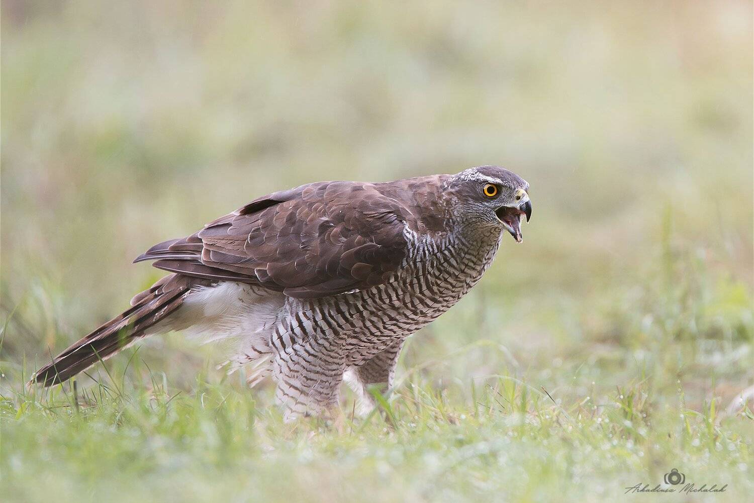 , Arkadiusz Michalak