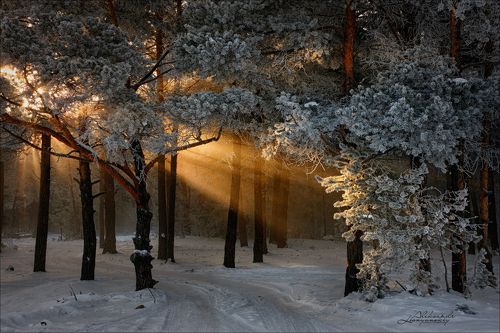 Зимняя сказка