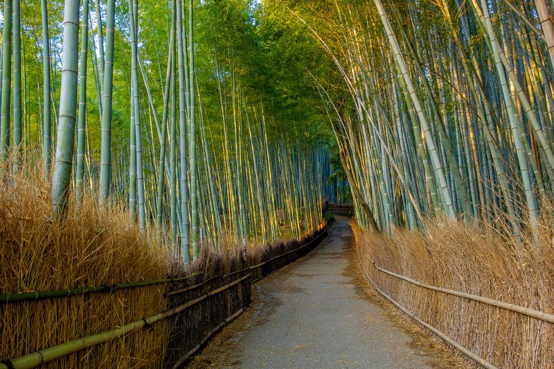 Бамбук фото превью