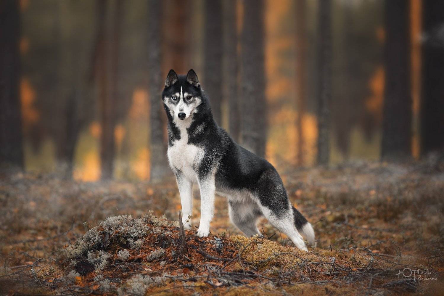 , Наталия Поникарова