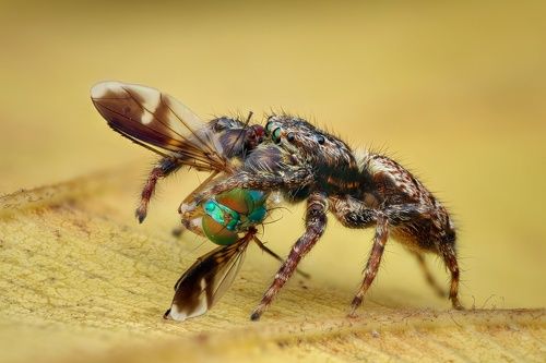 Jumping spider