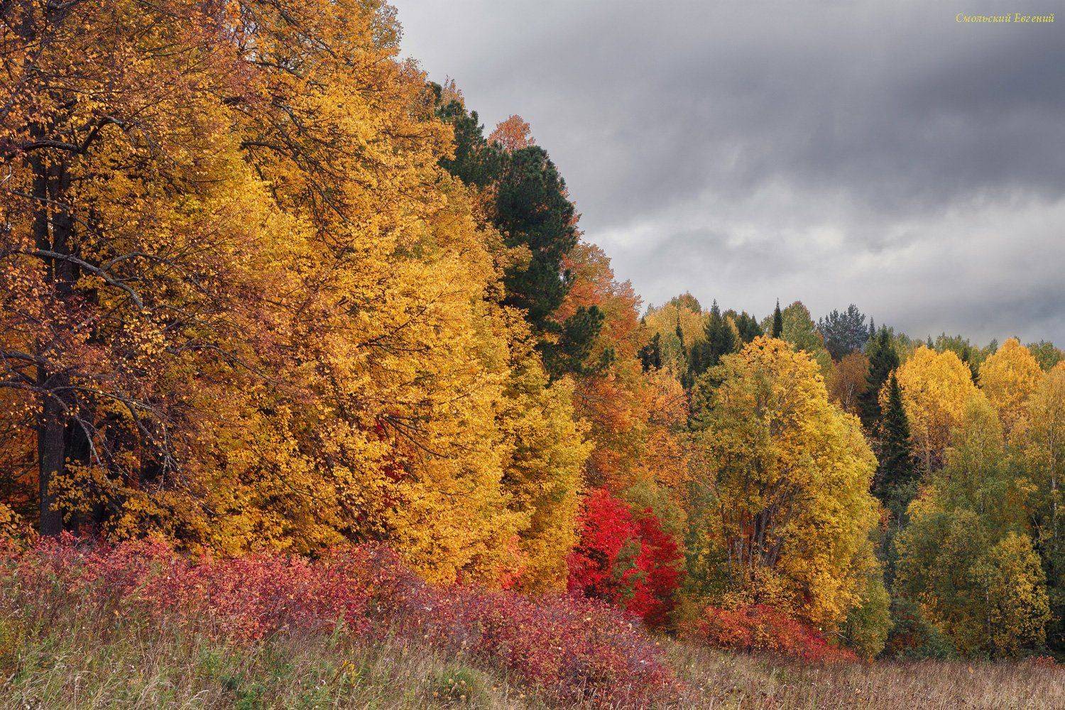 осень, лес, листья, пасмурно, сентябрь, парк, Смольский Евгений